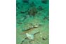 Flathead Crocodilefish