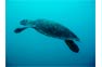 Fish, Rays and Whale Sharks