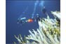 Hin Daeng Dive Trip