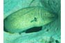Moray Eel