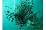 Lion Fish