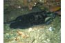 Bull Ray