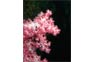 Hin Daeng Soft Coral(