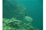Hawks Bill Turtles with Phi Phi Scuba